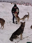 2003 schlittenhunde042.jpg